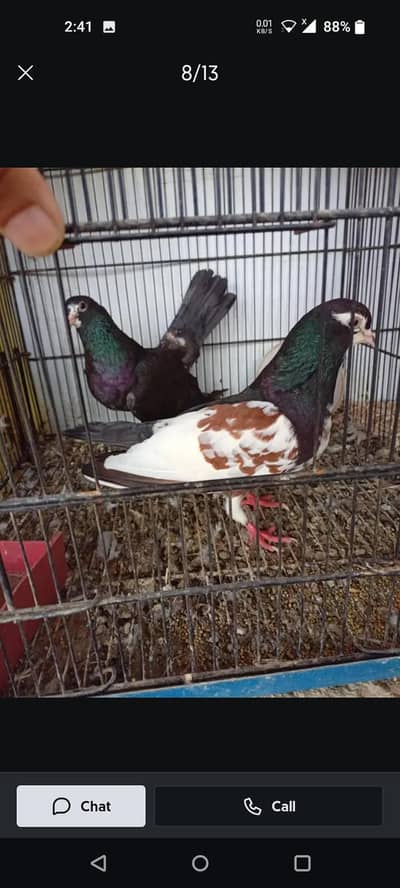 pigeon