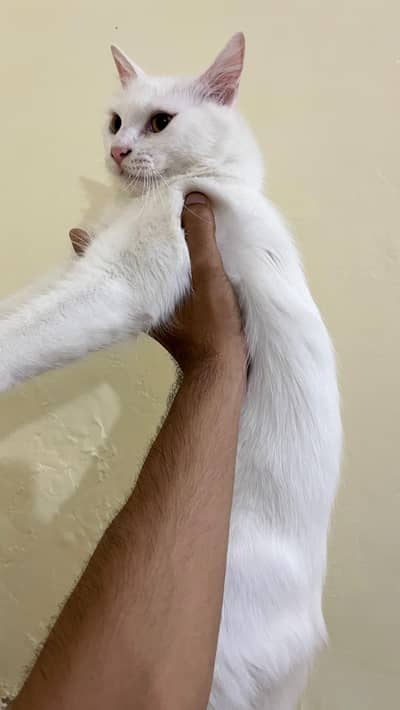 Beautiful Long Hair Cats for Sale | 1 Male + 1 Female | Urgent Sale