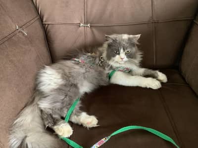 Bellaa