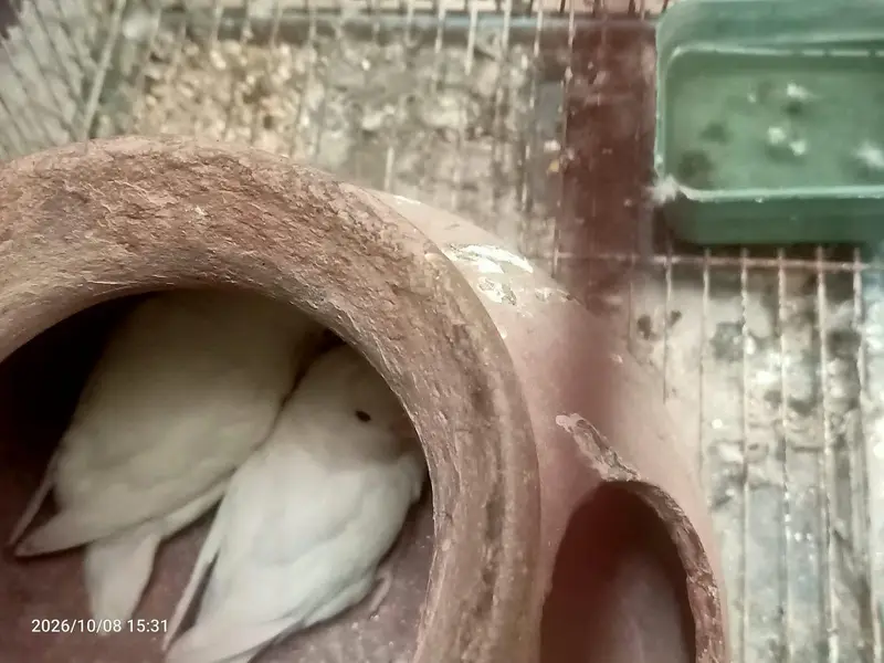 Albino Red eyes breeder pair — photo 6