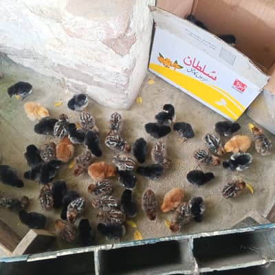 healthy chicks