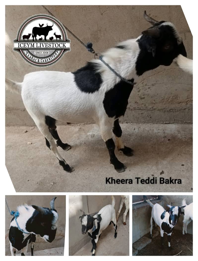 Teddi Bakra 0