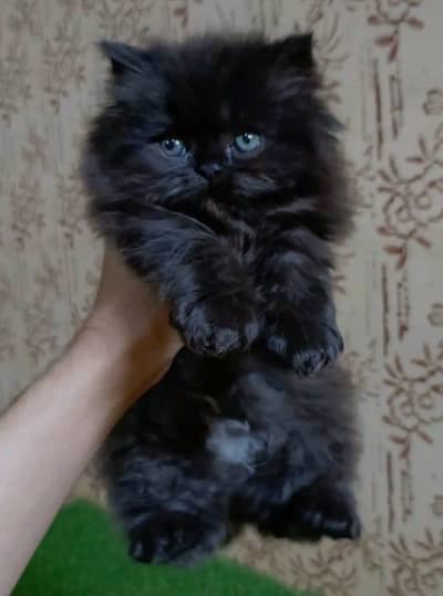 beautiful Persian cat please contact me