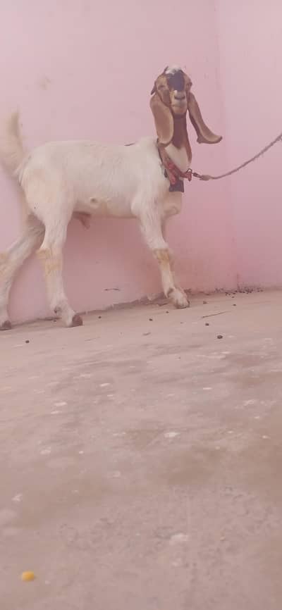 Bakra for sale
