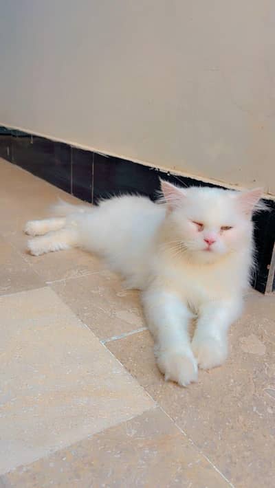 Persian female cat