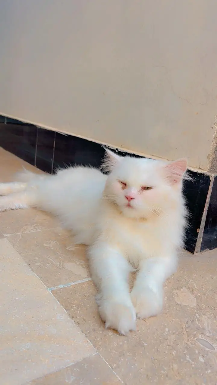 Persian female cat — photo 2