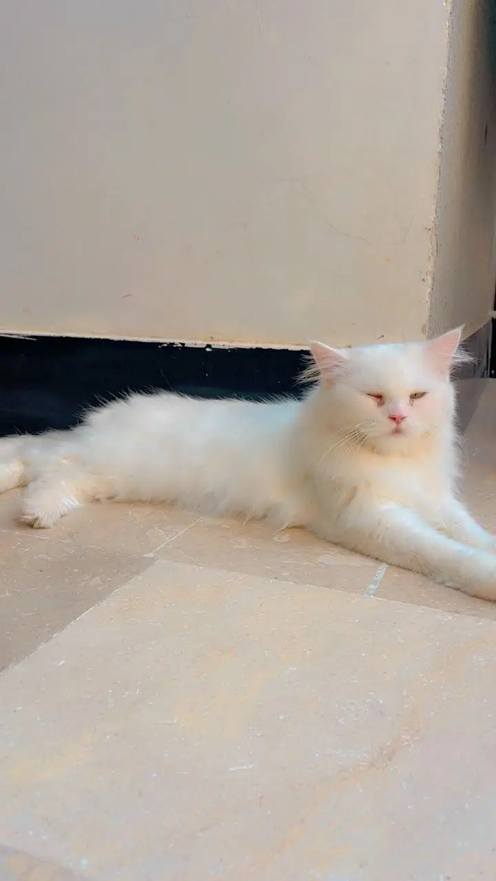 Persian female cat — photo 3