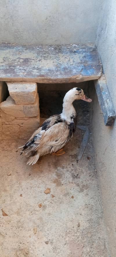 duck for sale