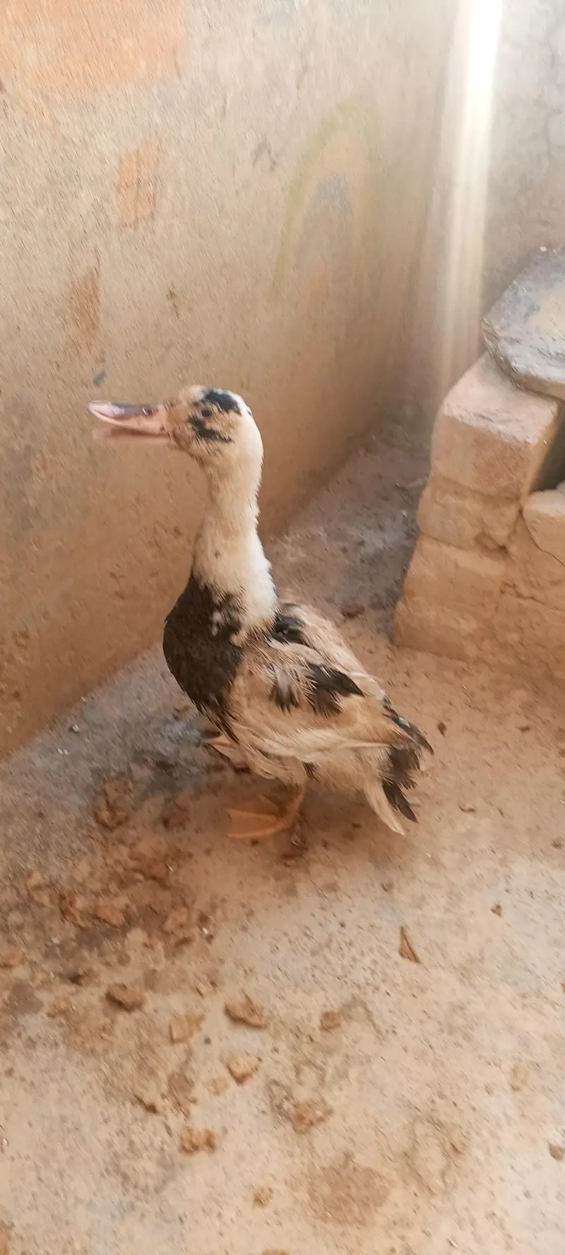 duck for sale — photo 2
