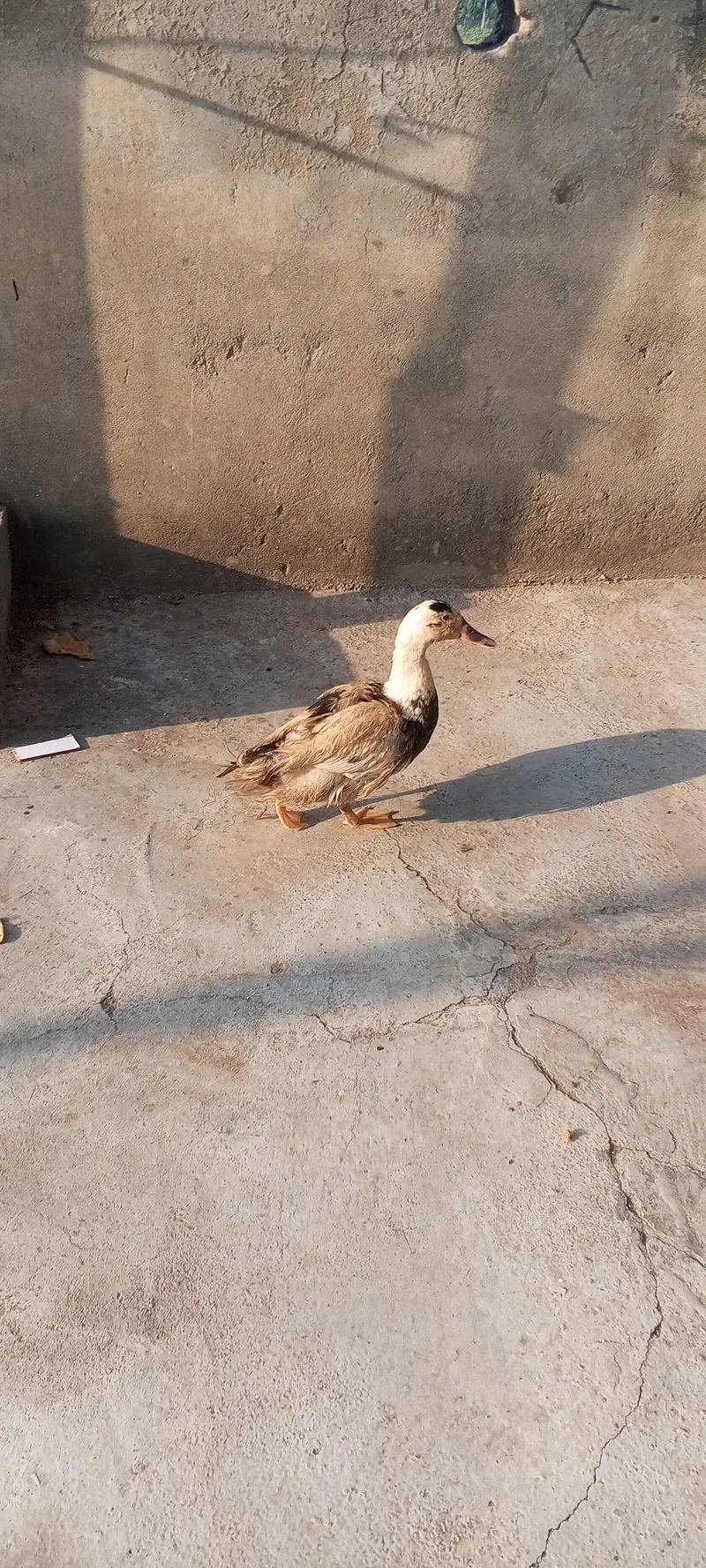 duck for sale — photo 3