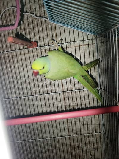 parrot for sale