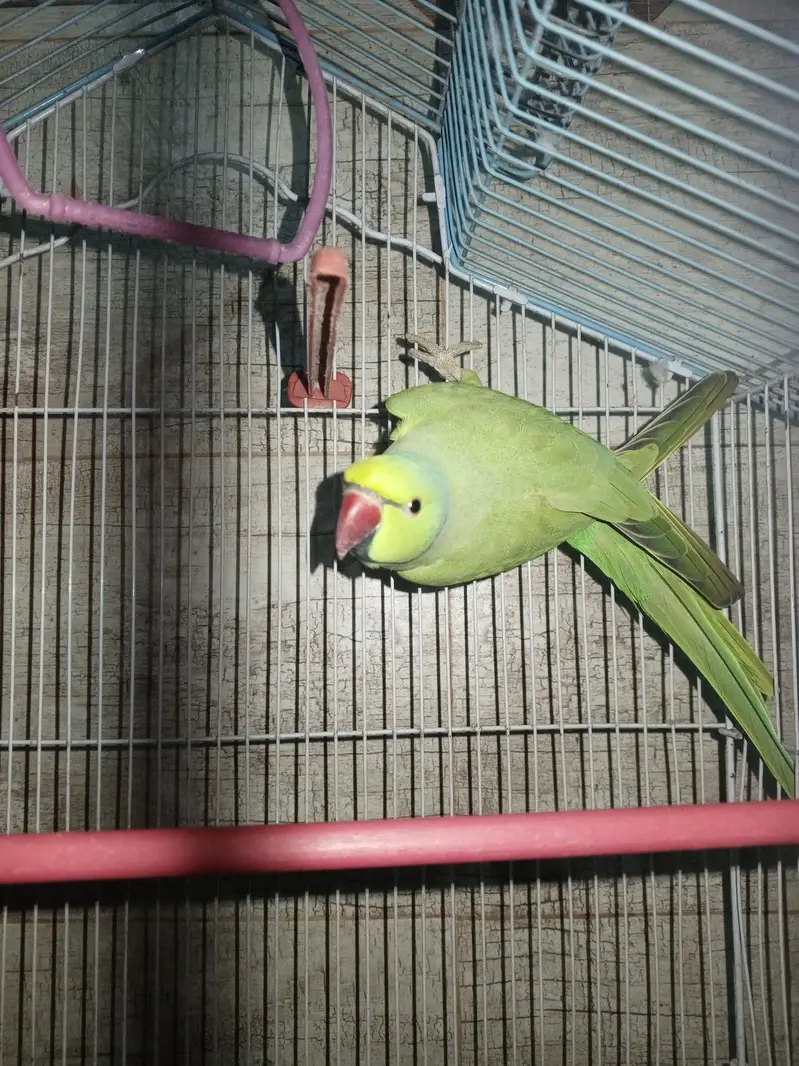 parrot for sale — photo 2
