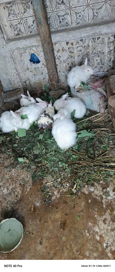 Rabbit for sale
