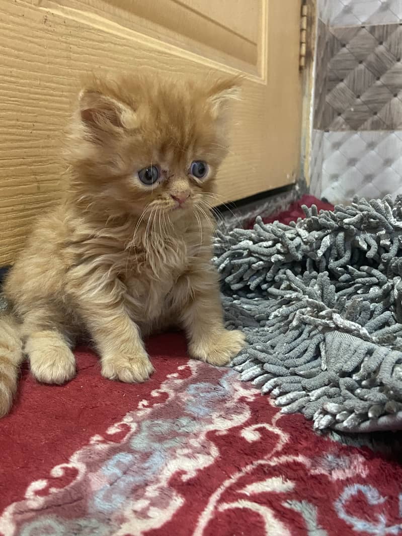 Persian kittens 0