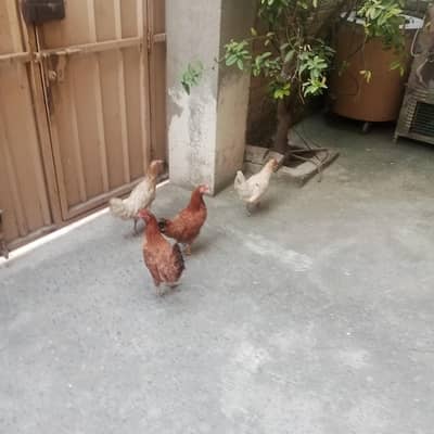 Desi hens