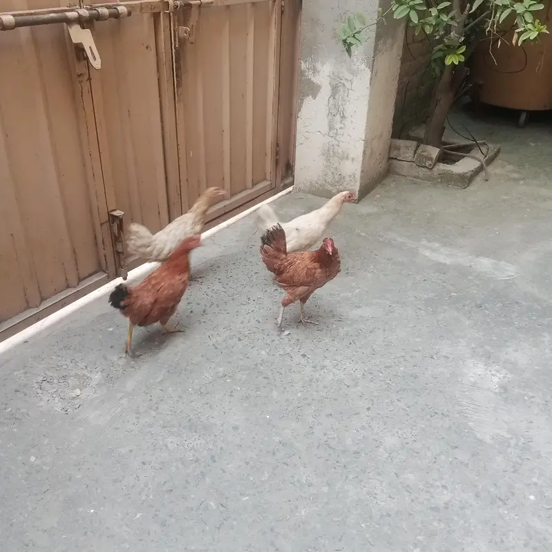 Desi hens — photo 2