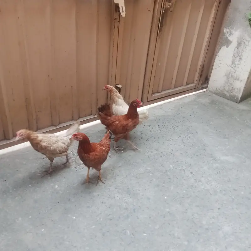 Desi hens — photo 3