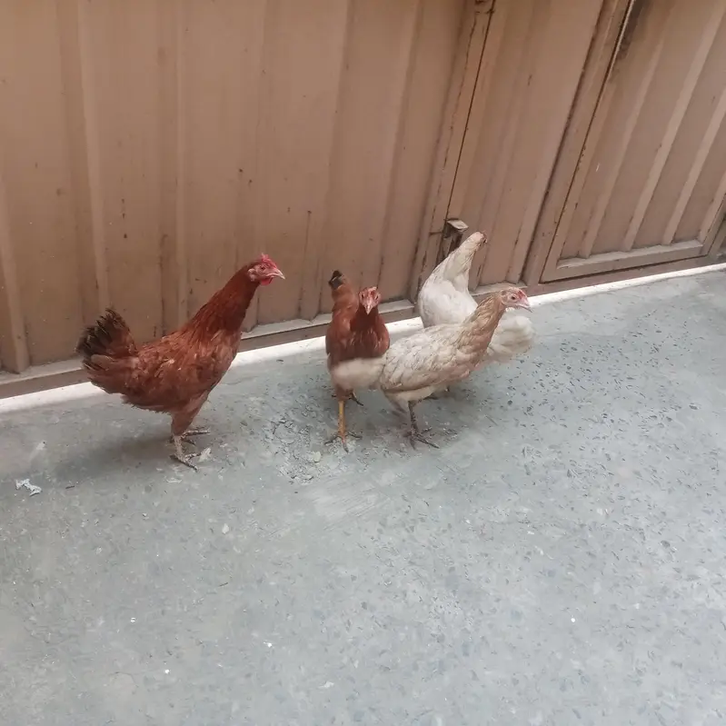Desi hens — photo 6