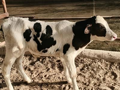 Pure HF Male calf
