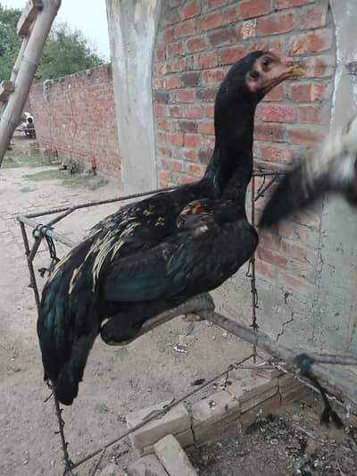 burmi male high quality