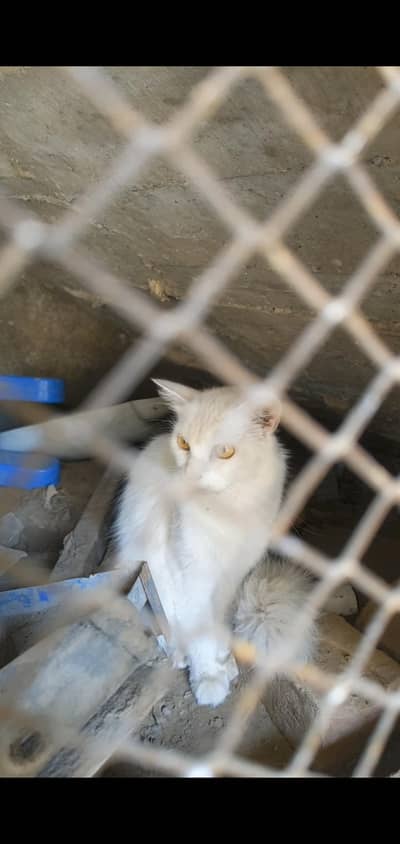 Persian cat double coated, huge size , female , vaccined