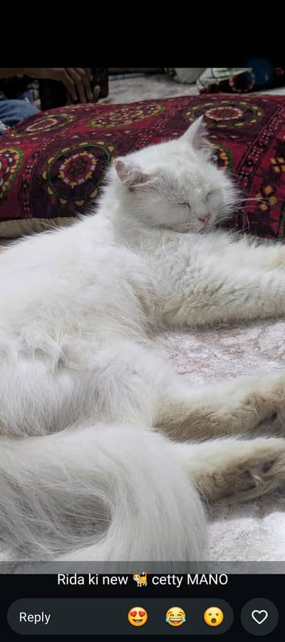 pure Persian cat