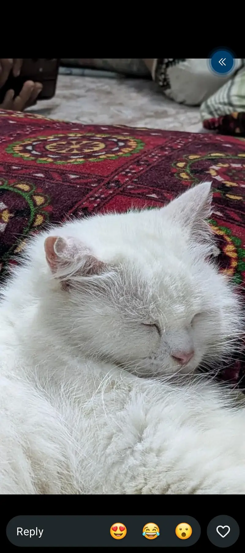 pure Persian cat — photo 2