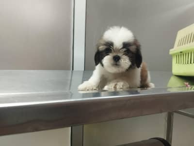 Shihtzu Pedigree puppies available