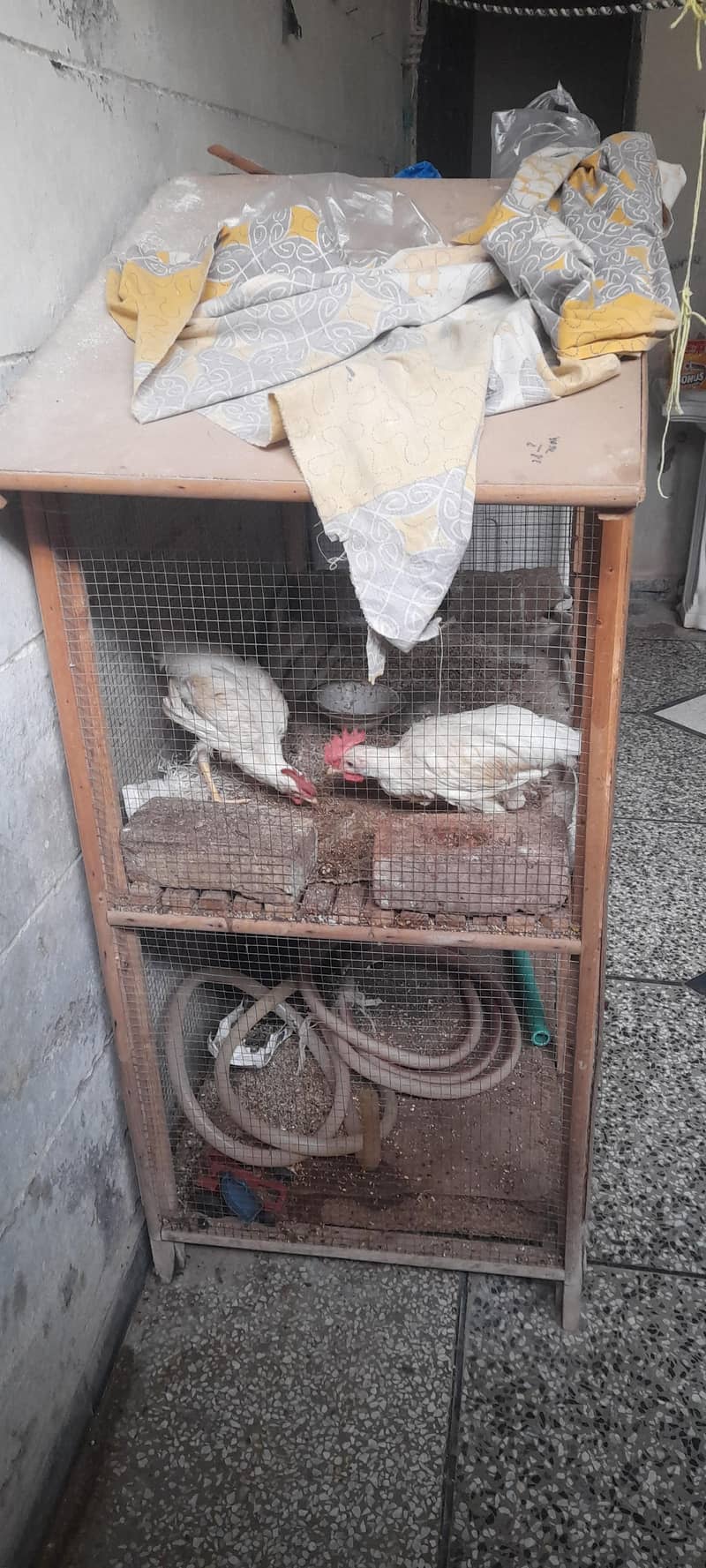 hens cage 2