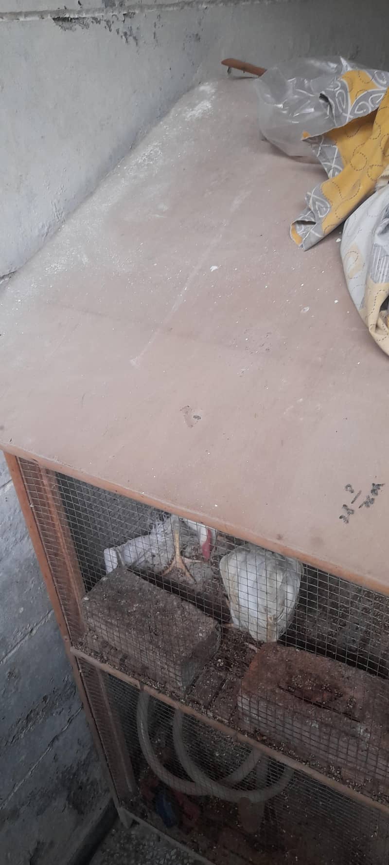 hens cage 3