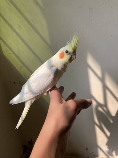 hand tame cocktail