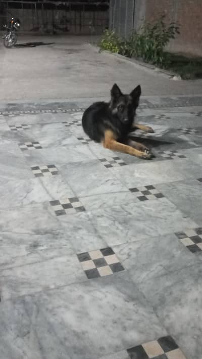 dubble code black face 9 month age location ahmadpur east o3oo7878873