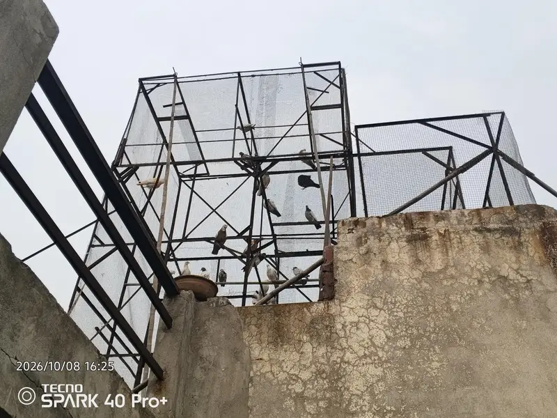 kabootar jall for sale — photo 2