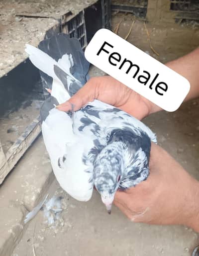 4 kabotar available 3 Male el female