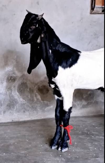 ABLUK Bakra For Sale - Age 7-8 Months