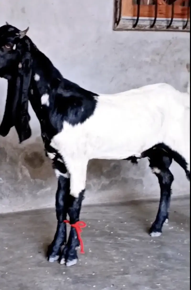 ABLUK Bakra For Sale - Age 7-8 Months — photo 2