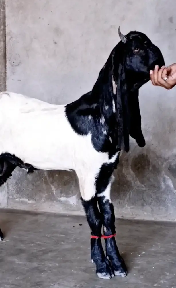ABLUK Bakra For Sale - Age 7-8 Months — photo 3