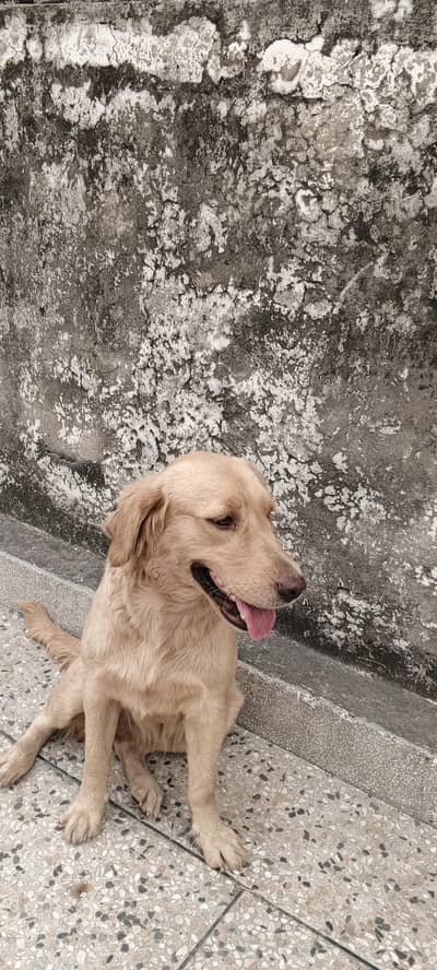 Labrador Dog
