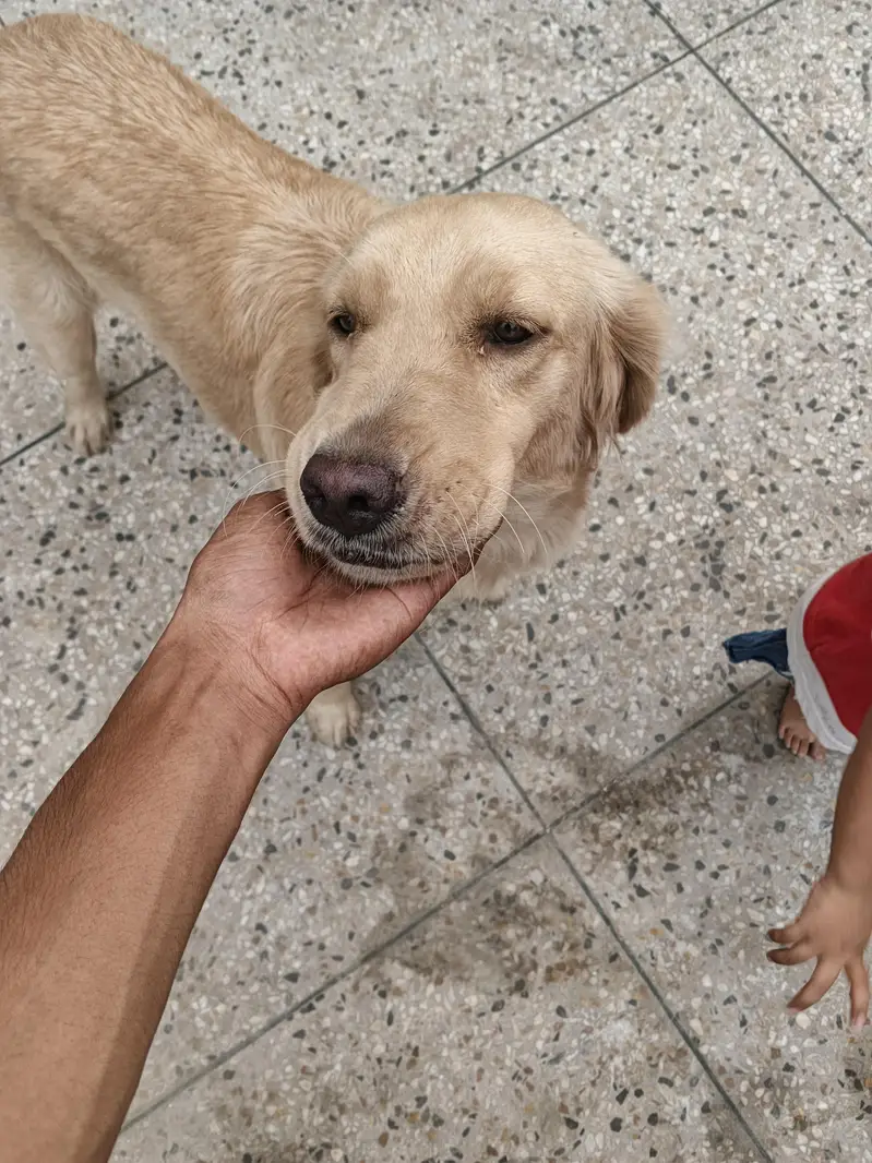 Labrador Dog — photo 2