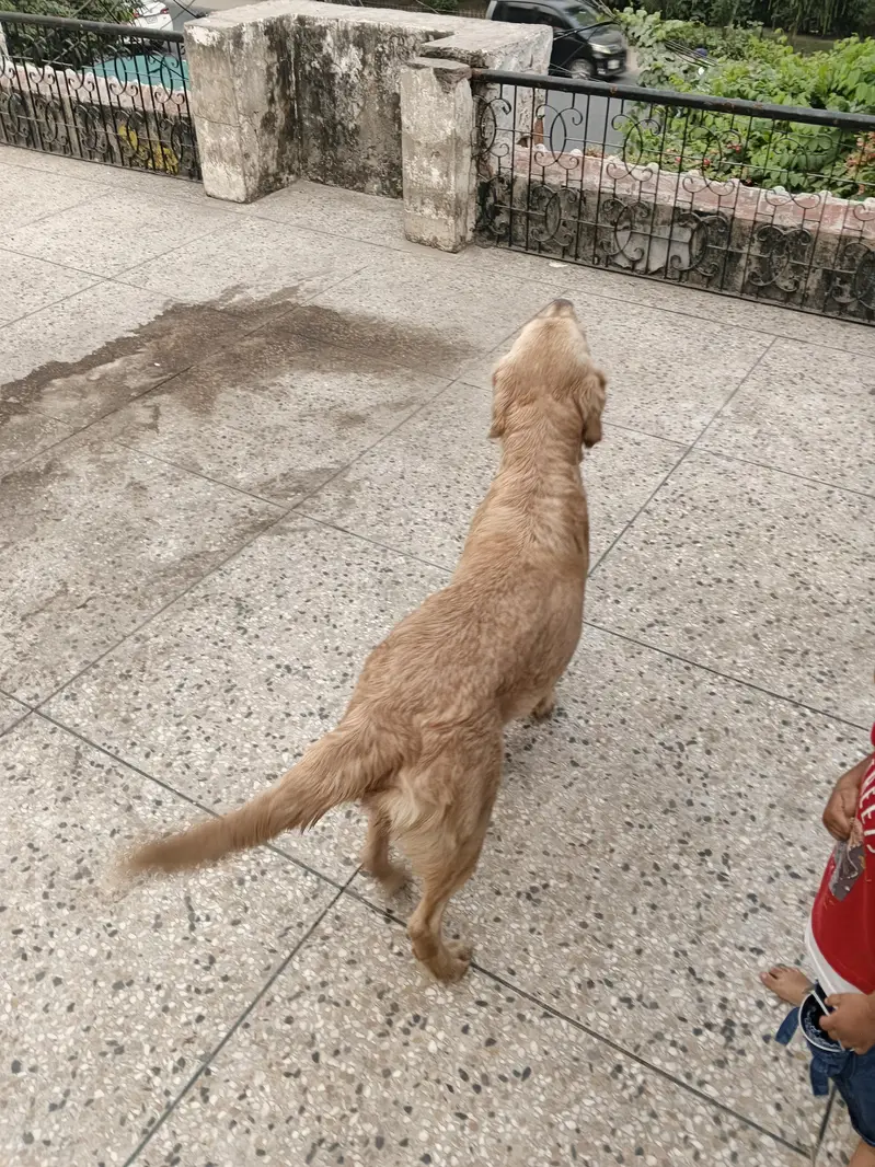 Labrador Dog — photo 3