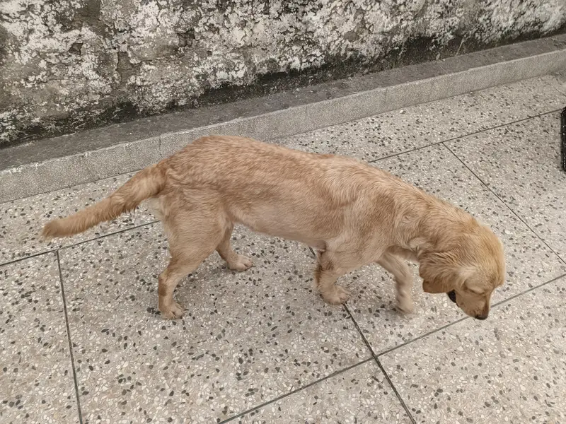 Labrador Dog — photo 4