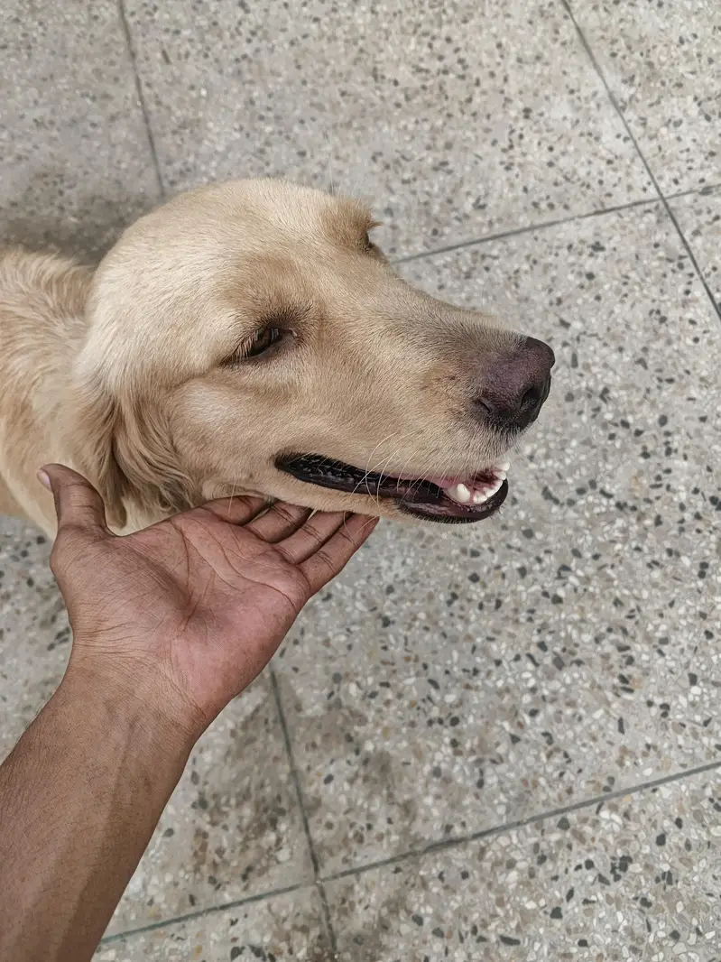 Labrador Dog — photo 5