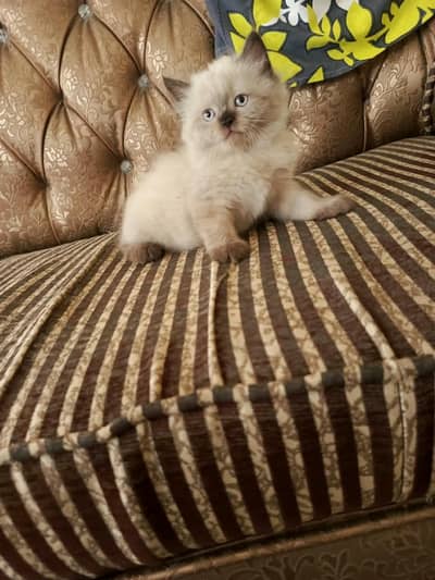1 Month Old Female Persian Kitten for Sale – Bahawalpur