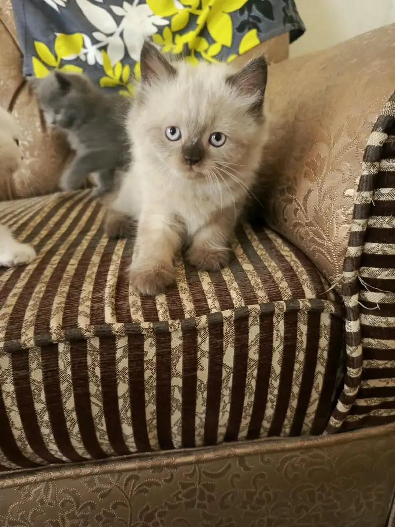 1 Month Old Female Persian Kitten for Sale – Bahawalpur — photo 2