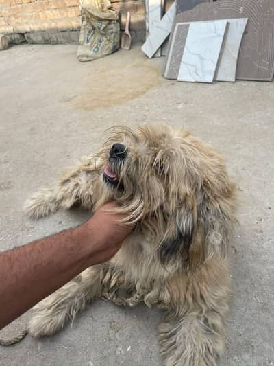 Lhasa Apso, a Shih Tzu, or a Tibetan Terrier