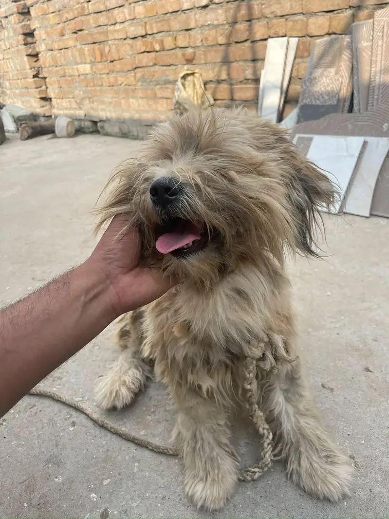 Lhasa Apso, a Shih Tzu, or a Tibetan Terrier — photo 2