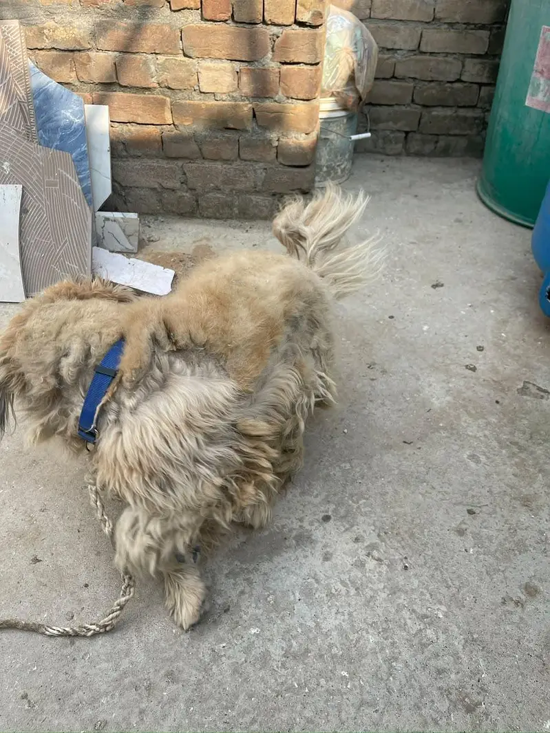Lhasa Apso, a Shih Tzu, or a Tibetan Terrier — photo 3