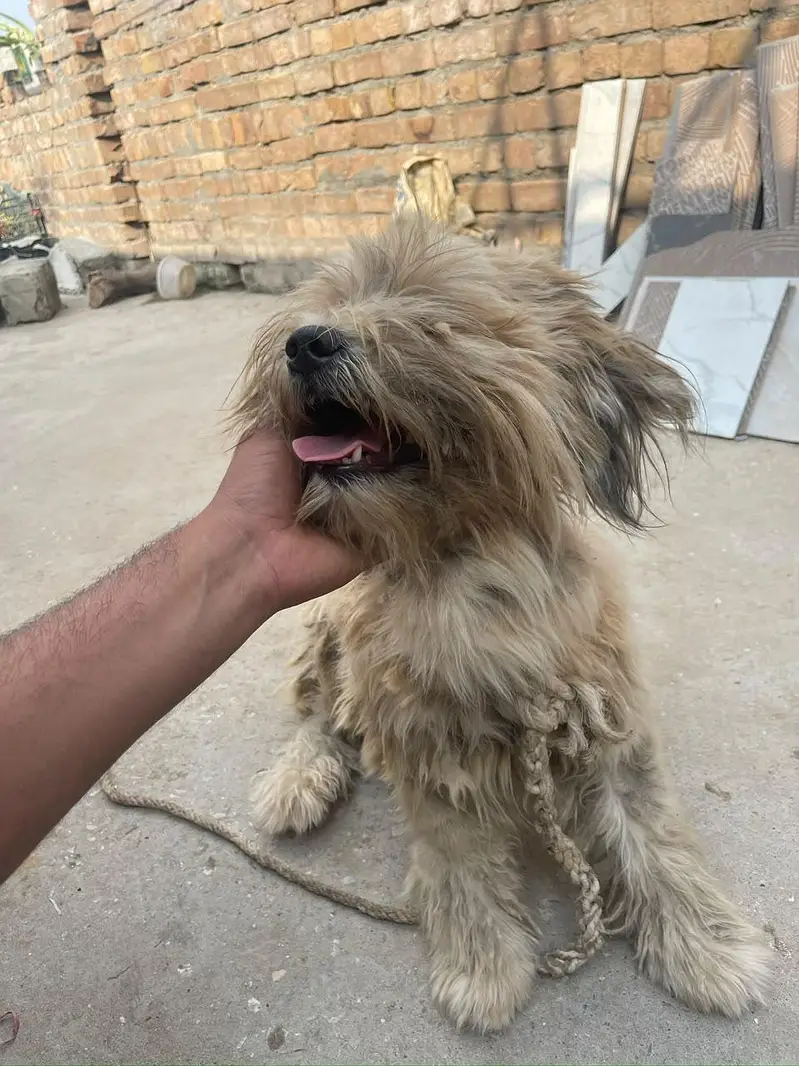 Lhasa Apso, a Shih Tzu, or a Tibetan Terrier — photo 4