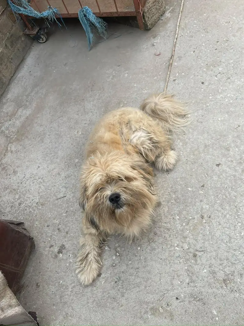 Lhasa Apso, a Shih Tzu, or a Tibetan Terrier — photo 5