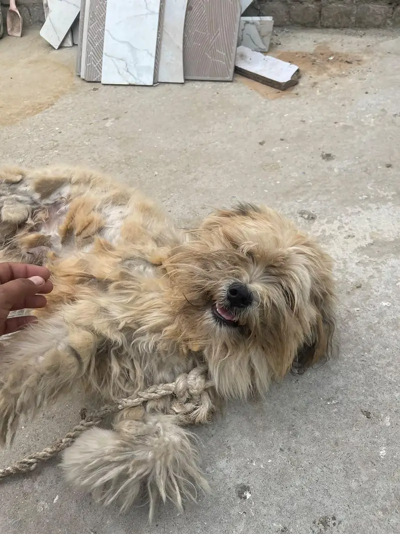 Lhasa Apso, a Shih Tzu, or a Tibetan Terrier — photo 6